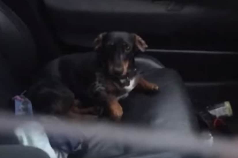 犬に車をロックされてしまった飼い主 牛の群れに助けを求めるも無力 さあどうする カラパイア