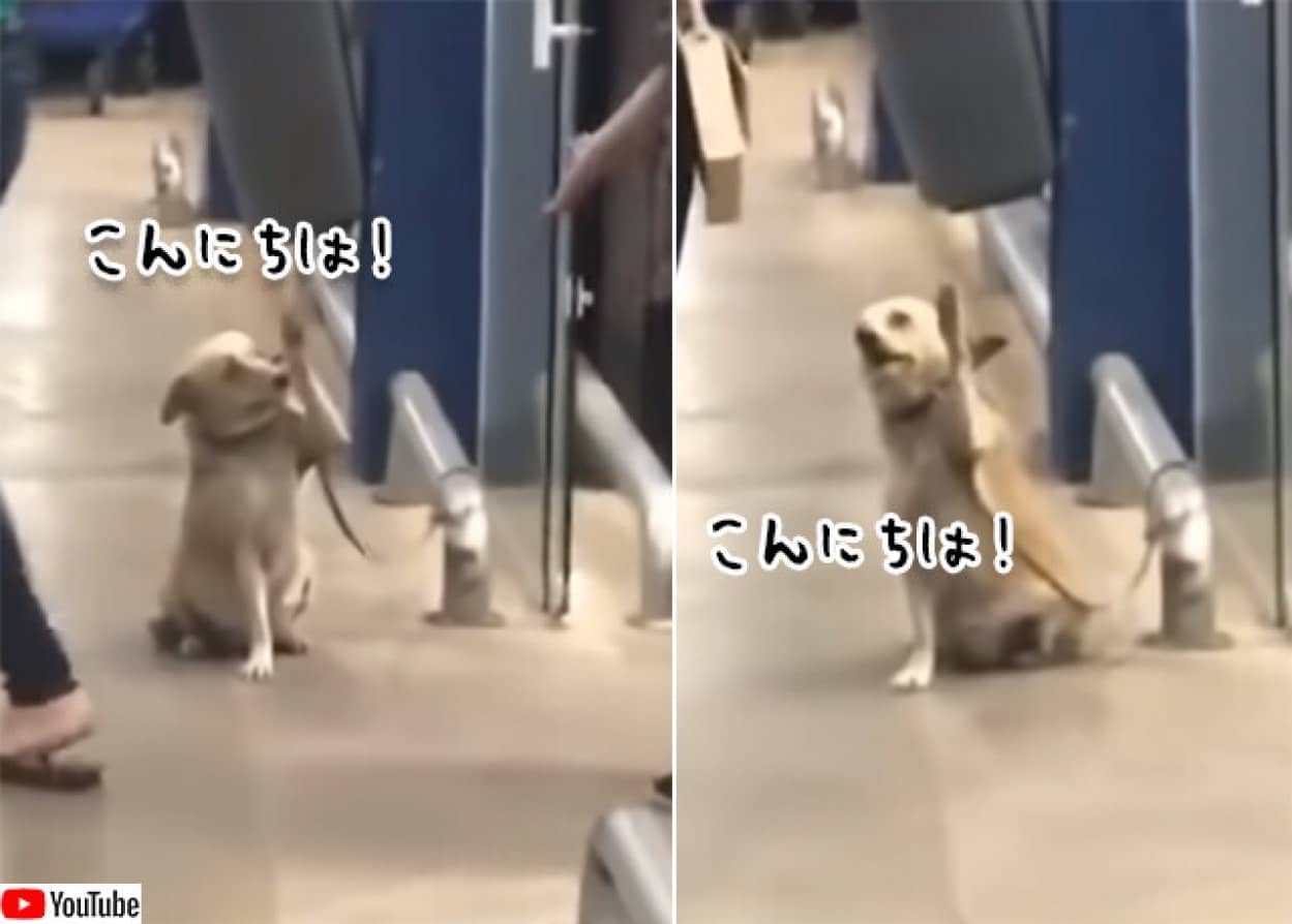 犬に学ぶ愛され方。まずは自分から