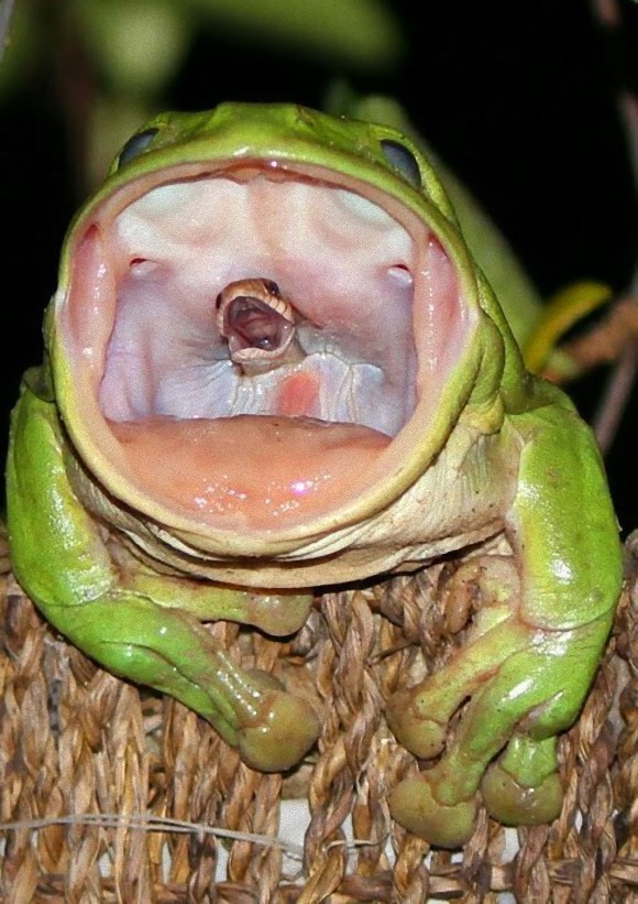カエルの口の中には絶望の表情を浮かべたヘビ この画像の真相を探る ヘビ カエル出演中 カラパイア
