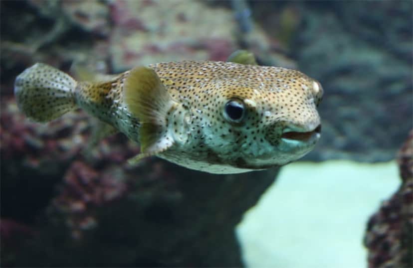 ヒトの歯はフグの歯と同じ遺伝子から進化した 英研究 カラパイア ヒトの歯はフグの歯と同じ遺伝子から進化した 英研究 カラパイア