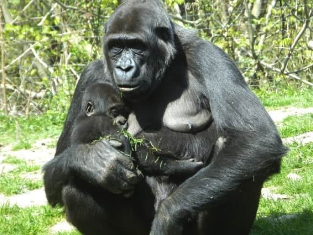 人間は十月十日 とつきとおか と言うけれど 動物たちの妊娠期間ってどれくらい 10種の動物たちの妊娠期間を比べてみた カラパイア 人間は十月十日 とつきとおか と言うけれど 動物たちの妊娠期間ってどれくらい 10種の動物たちの妊娠期間を比べてみた カラパイア