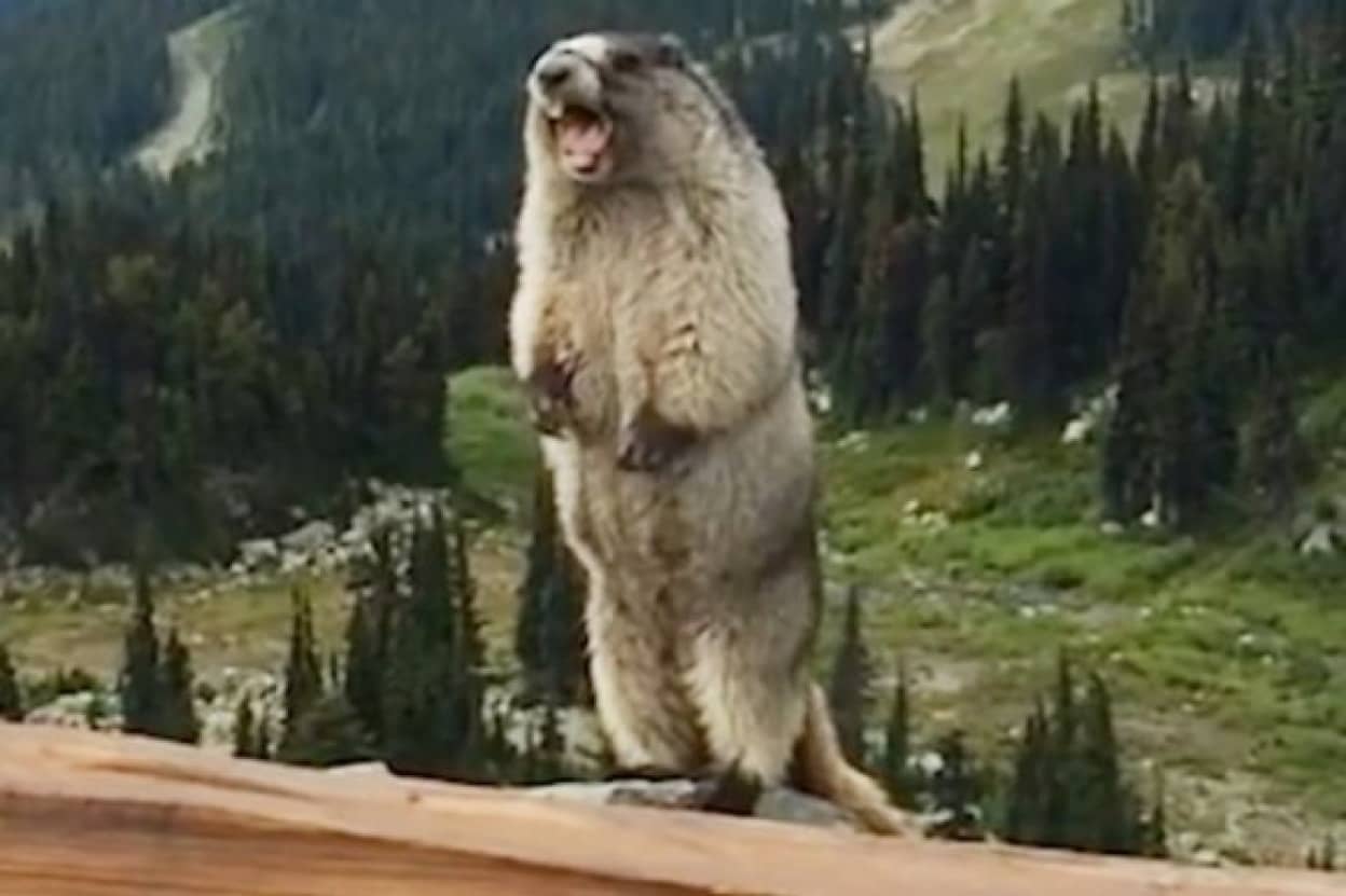 君はマーモットの叫びを聞いたことがあるか？ 割とマジで女性の悲鳴 ...