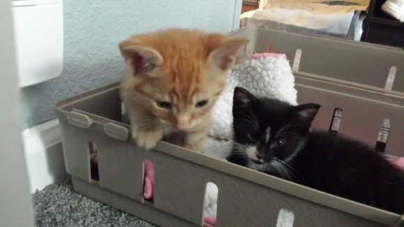 小さいときからひっついて離れない 施設から譲り受けた兄弟猫は イン ヤンな陰陽猫ズだった カラパイア 小さいときからひっついて離れない 施設から譲り受けた兄弟猫は イン ヤンな陰陽猫ズだった カラパイア