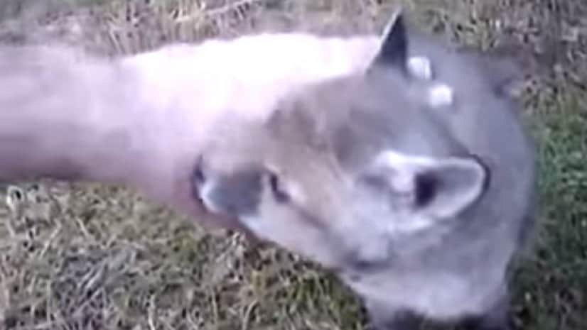 cannedfox5