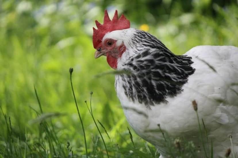 chicken_pixabay