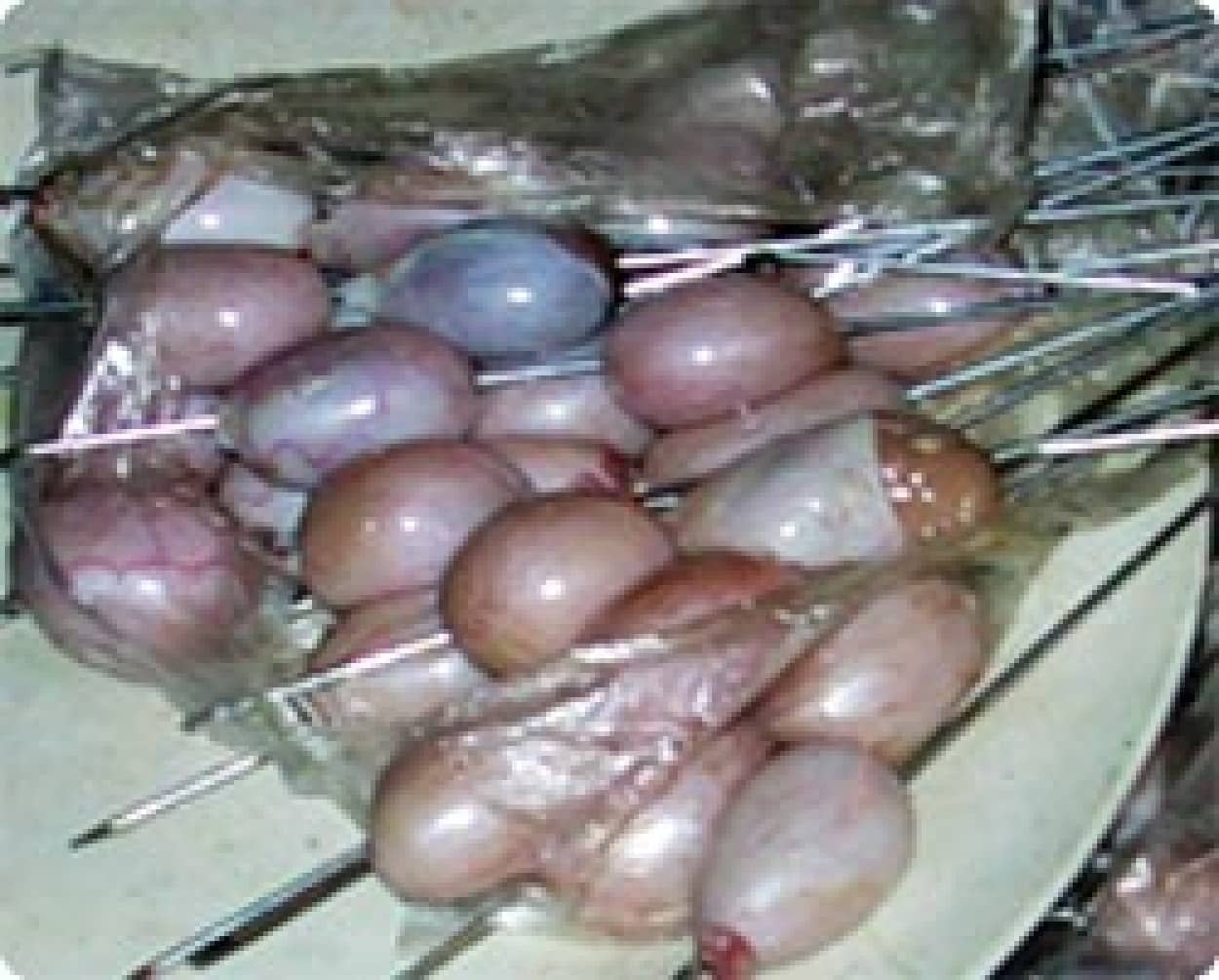 いろんな動物の睾丸をおいしく料理 睾丸料理世界選手権 セルビア カラパイア いろんな動物の睾丸をおいしく料理 睾丸料理世界選手権 セルビア カラパイア