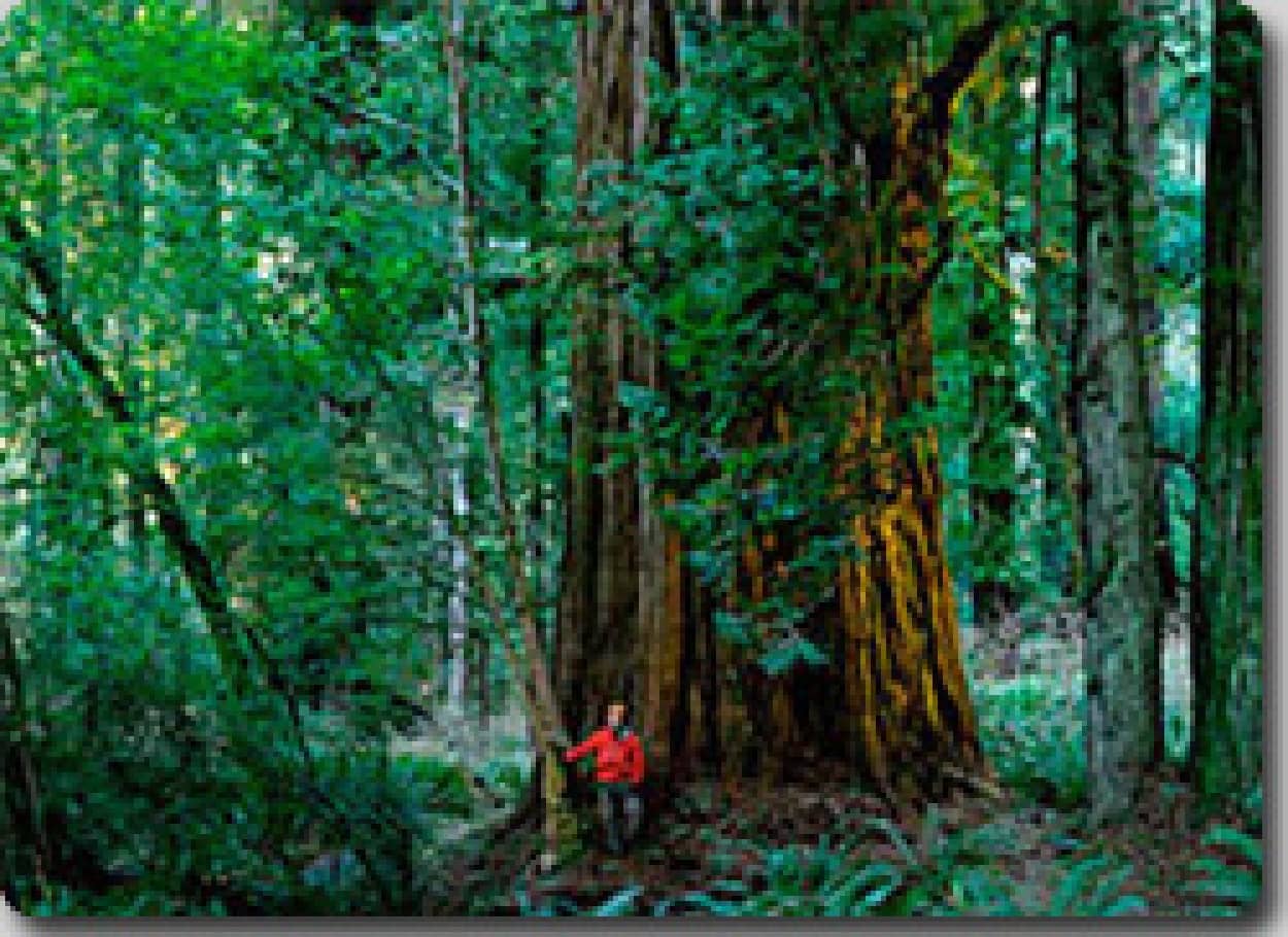 世界一高い木を1年かけて登っていった男の記録を1分間で見る映像 カラパイア