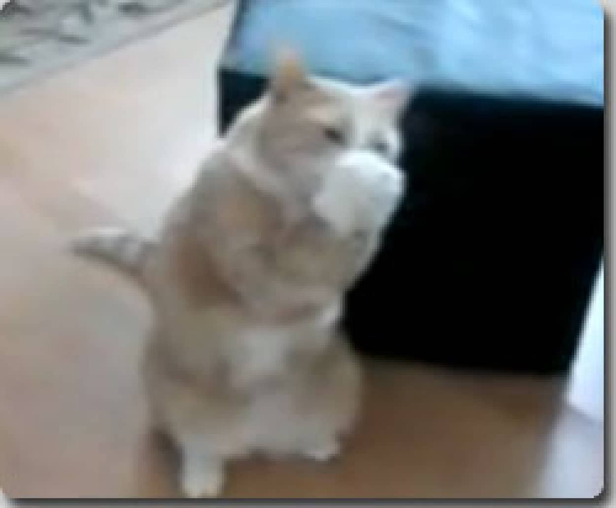 餌を空中でキャッチしたら そのまま両手で上手に食べる猫 カラパイア