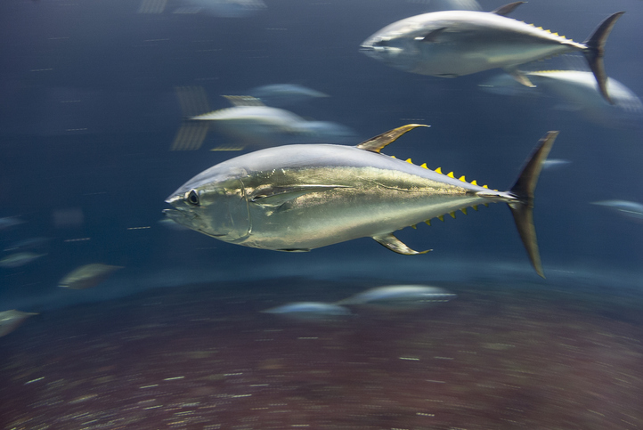うれしいニュース。クロマグロが保全活動により予定より10年早く個体数を回復