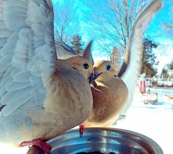 庭に訪れた美しい野鳥たちを撮影した写真家のインスタグラム（アメリカ）