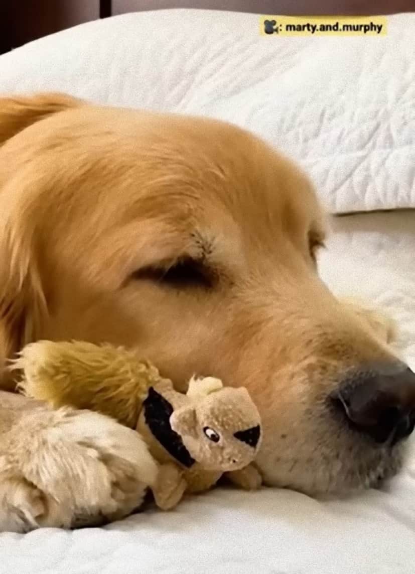 golden and chippy7_e