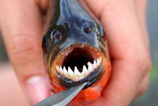 地球上に舞い降りた悪魔の使い １０のデビルフェイスな魚たち カラパイア