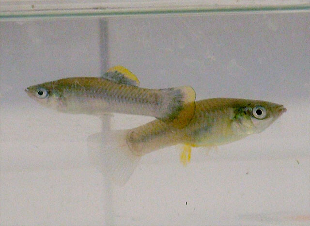 モテないオスの魚、モテるオスの魚と交尾することでメスとの交尾チャンスを増やす（ドイツ研究）