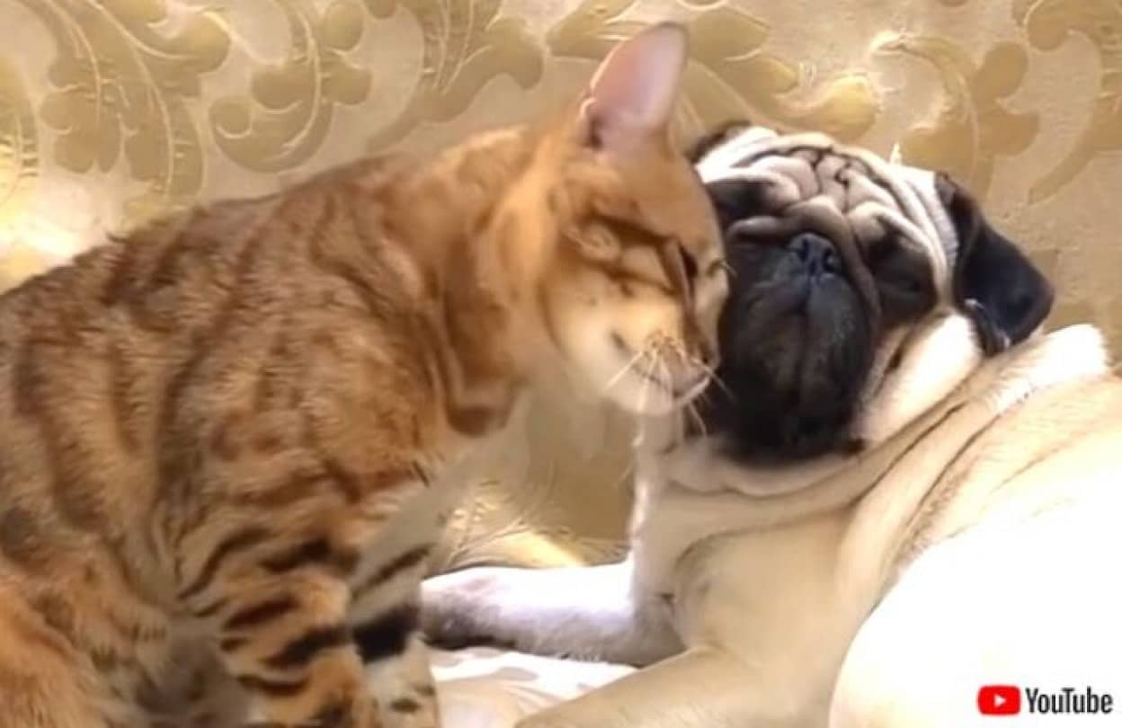 32 割引 日本限定モデル パグ 犬と猫大好き様専用 アニメ Dvd ブルーレイ Www Sezginns Com