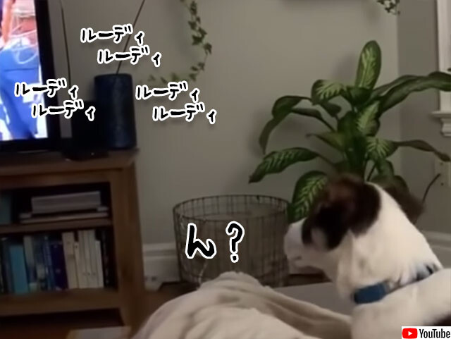 ん？呼んだ？テレビから自分の名前を呼ばれて反応する犬