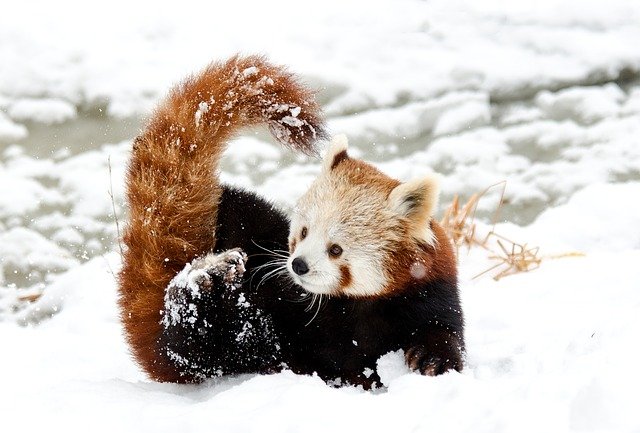 反則すぎる。レッサーパンダが雪で遊ぶ姿のかわいさよ。（画像+動画）