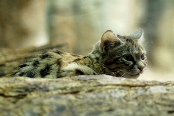 Black-Footed-Cat-934x