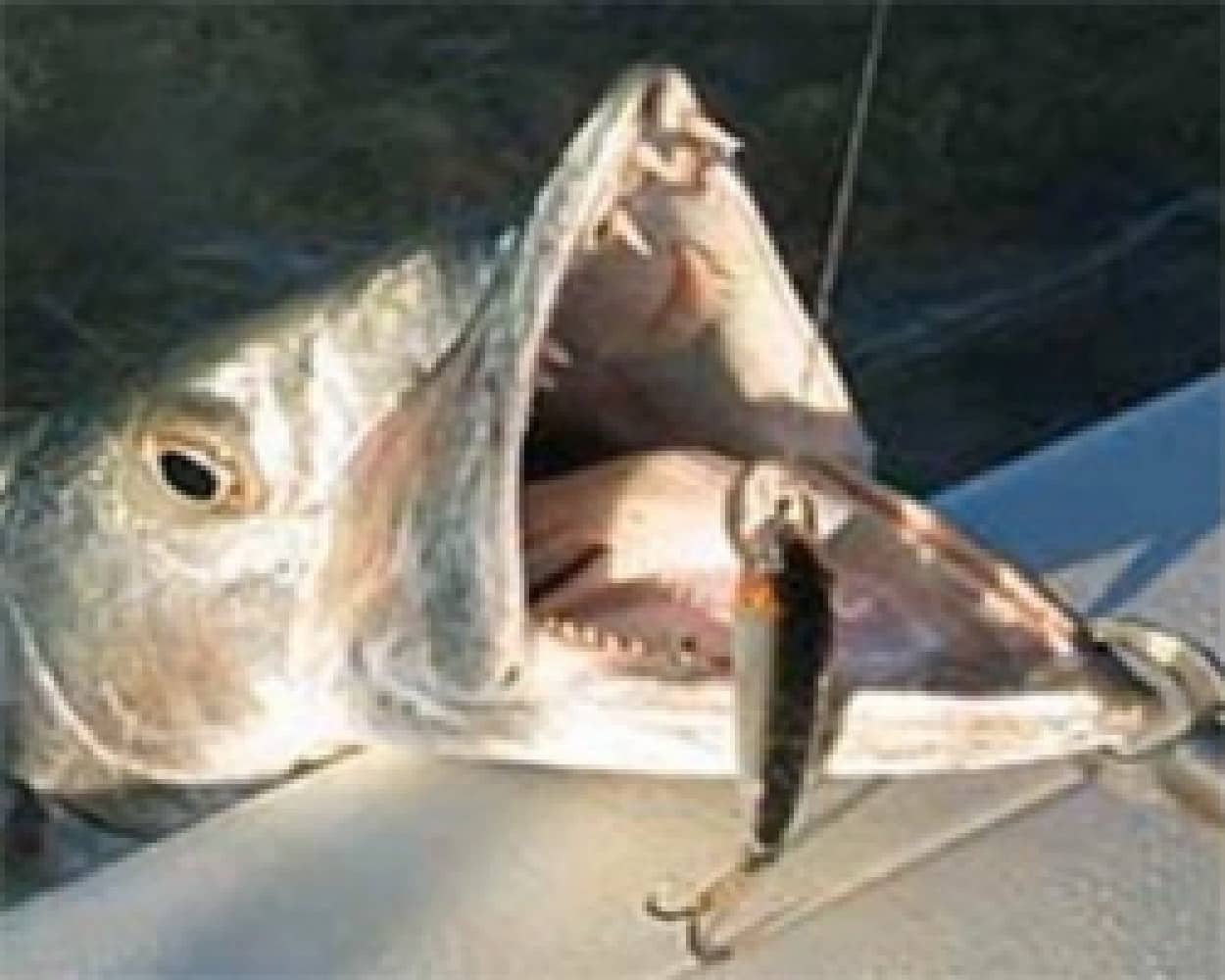 泳いでいる時に遭遇したくない怪魚たちのスライドショー 解説付 カラパイア 泳いでいる時に遭遇したくない怪魚たちのスライドショー 解説付 カラパイア
