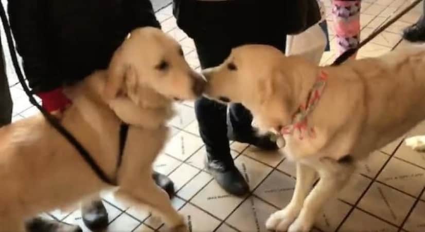 dog1_e