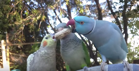 くれよ やだよ ピーナッツを見せびらかしながら食べているインコに対する残り2羽のインコたちの反応 カラパイア くれよ やだよ ピーナッツを見せびらかしながら食べているインコに対する残り2羽のインコたちの反応 カラパイア