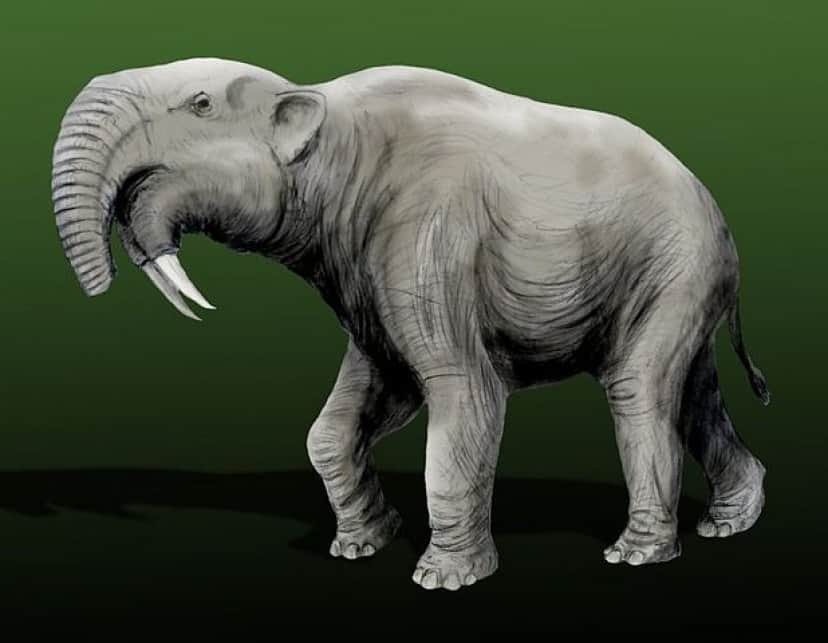 618px-Deinotherium_giganteum_by_Nobu_Tamura