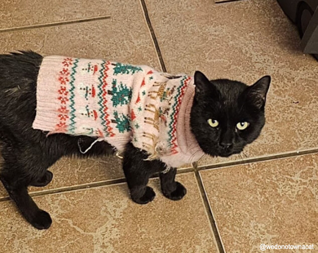 外出した飼い猫がいろんな服を着せられて帰ってくることに家族が困惑