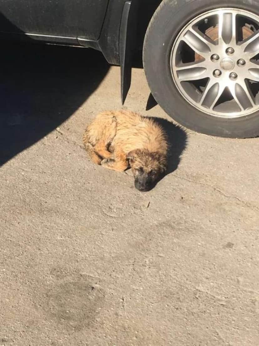 オマエ オレ 家族 猫にロックオンされた男性 犬にもロックオンされ両方を家族に迎え入れる ロシア カラパイア オマエ オレ 家族 猫にロックオンされた男性 犬にもロックオンされ両方を家族に迎え入れる ロシア カラパイア
