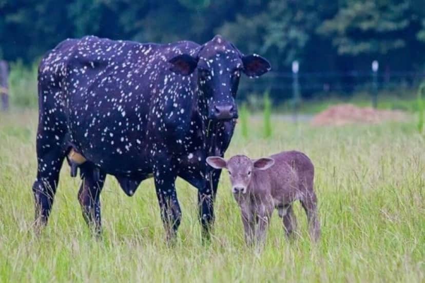 cow-1 (1)