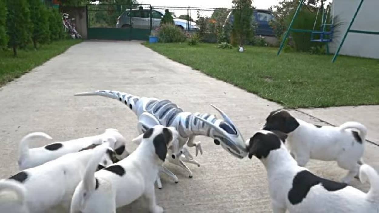 大丈夫 みんなでかかれば怖くないぞ 恐竜ロボットに闘いを挑むジャックラッセルテリアの子犬たち カラパイア 大丈夫 みんなでかかれば怖くないぞ 恐竜ロボットに闘いを挑むジャックラッセルテリアの子犬たち カラパイア