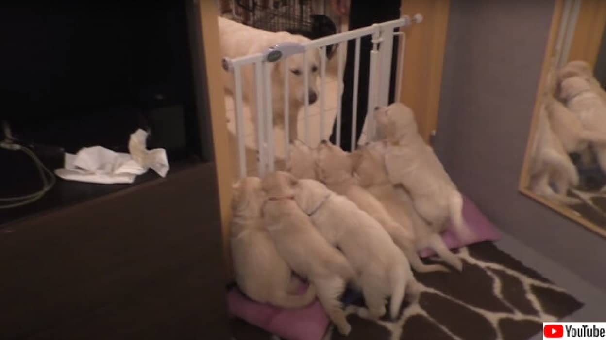 愛情深いお母さん犬の子育て日記