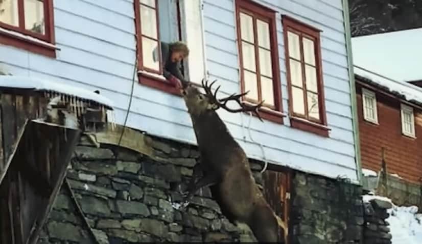 deer2_e