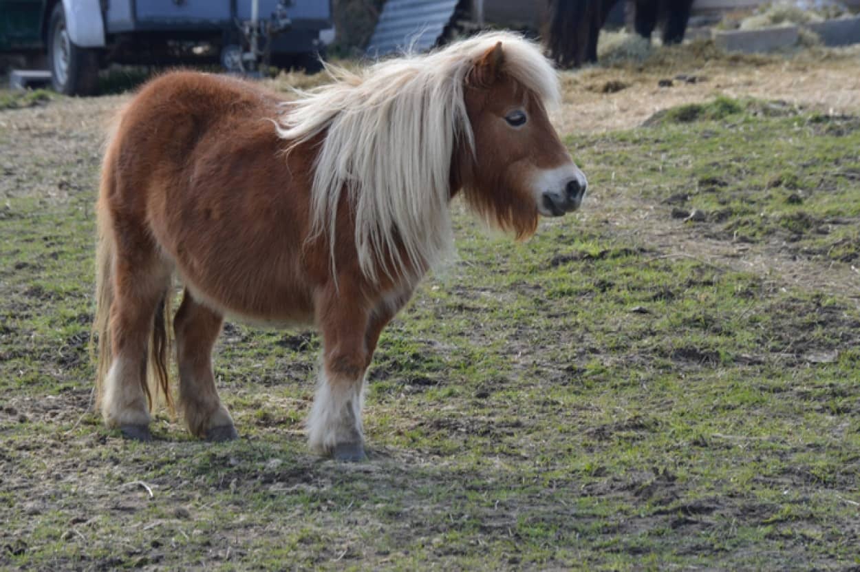 中世の騎士の馬はポニーサイズ