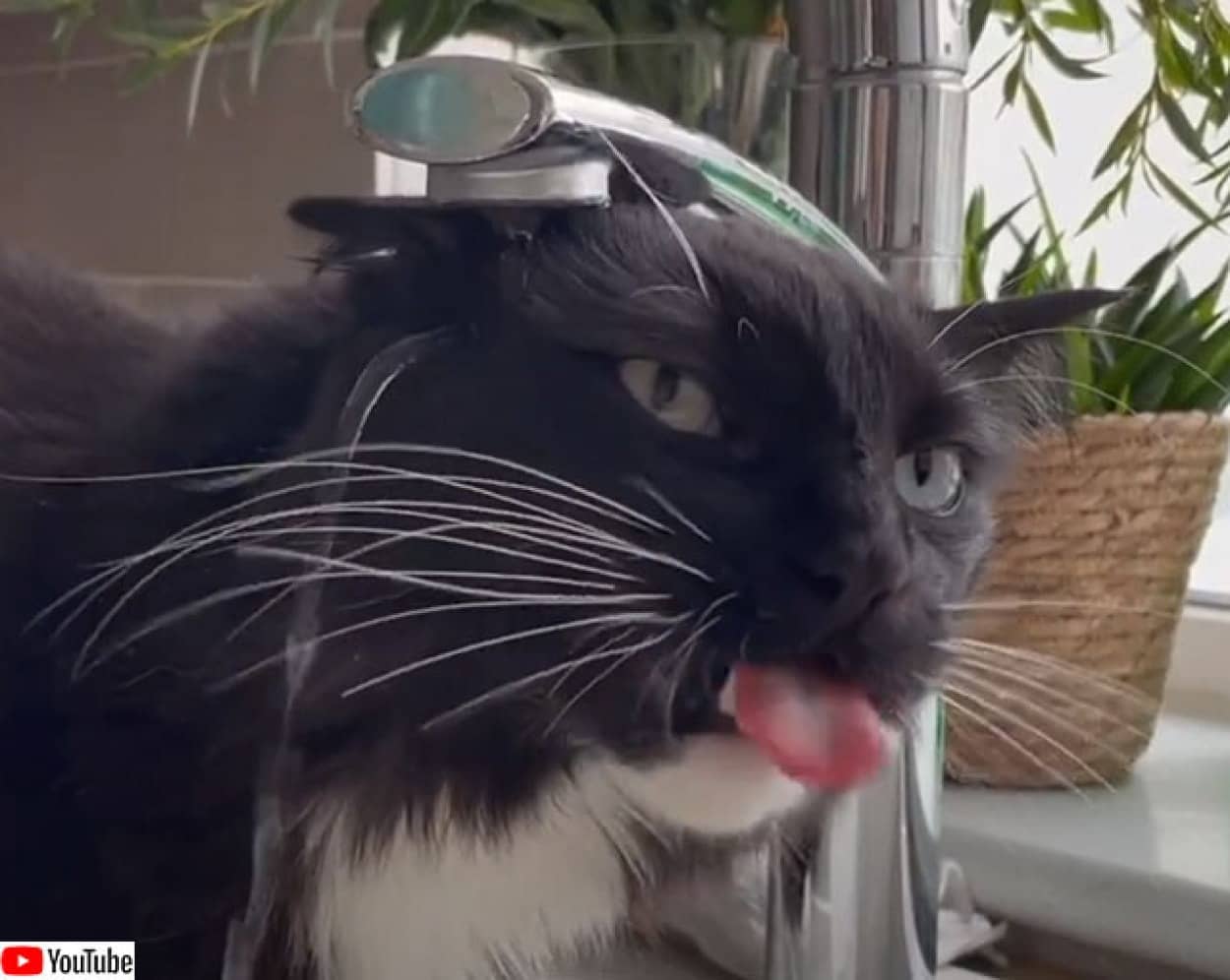 人間には見えていない 蛇口から流れる水を飲んでいる風の猫 カラパイア 人間には見えていない 蛇口から流れる水を飲んでいる風の猫 カラパイア