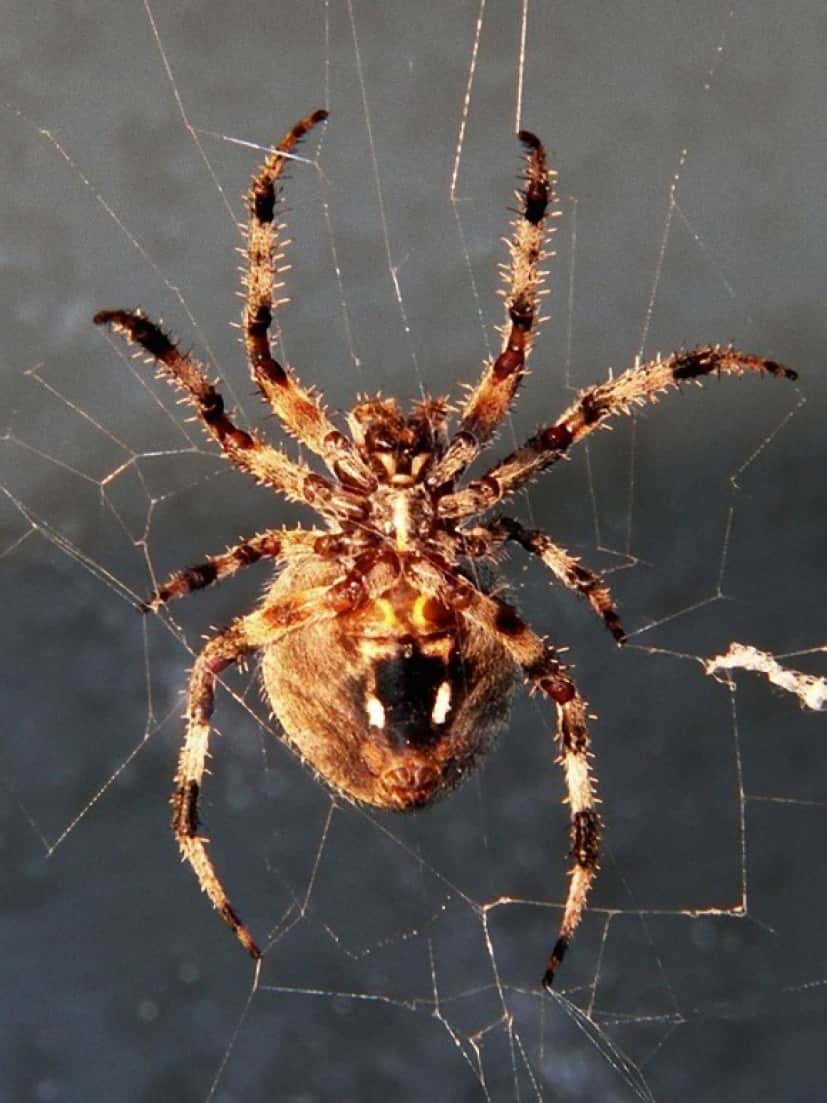 spider-640948_640_e