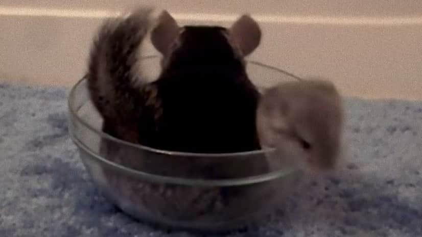 チンチラの赤ちゃん はじめての砂浴び そこに先輩チンチラがやってくるよ カラパイア