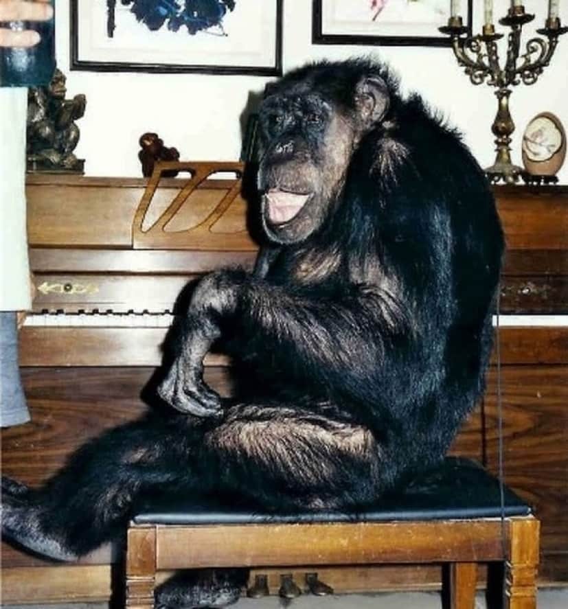 monky_e