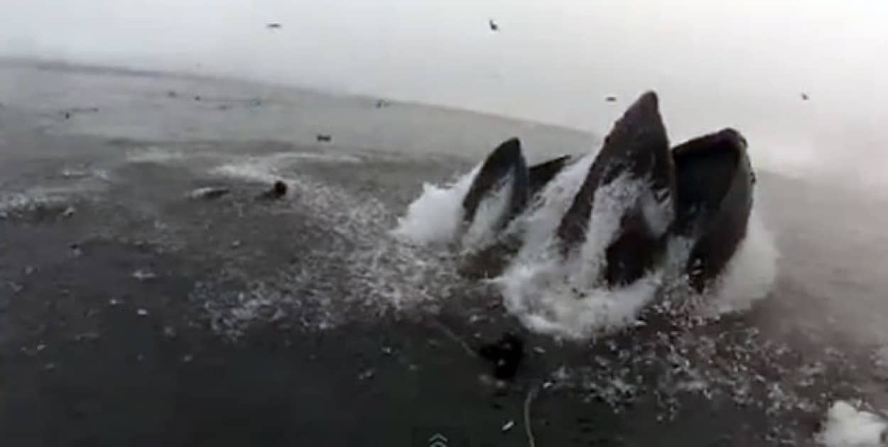 ザトウクジラのお口にパックン ゴックンされそうになったダイバー カラパイア ザトウクジラのお口にパックン ゴックンされそうになったダイバー カラパイア