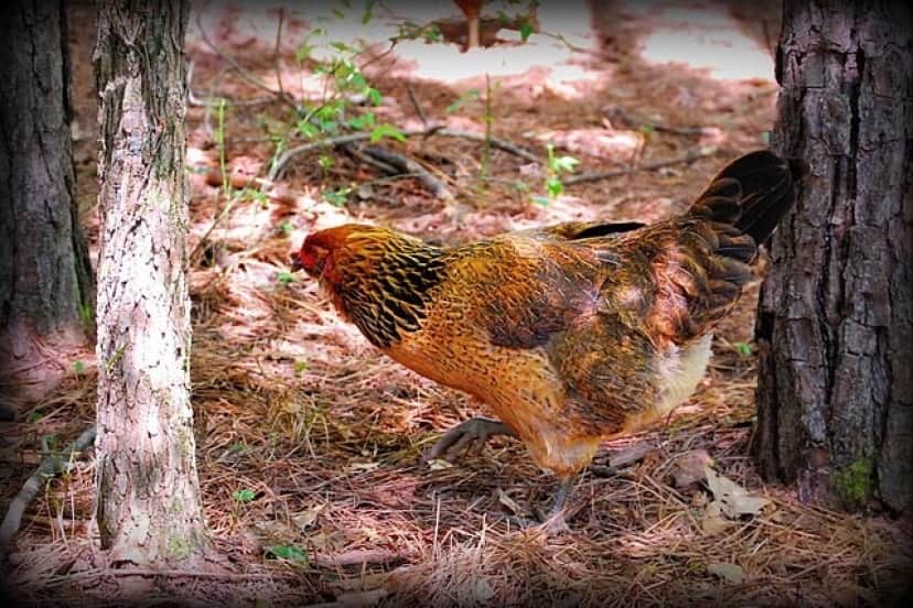 640px-Virginia_Dare,_a_chicken