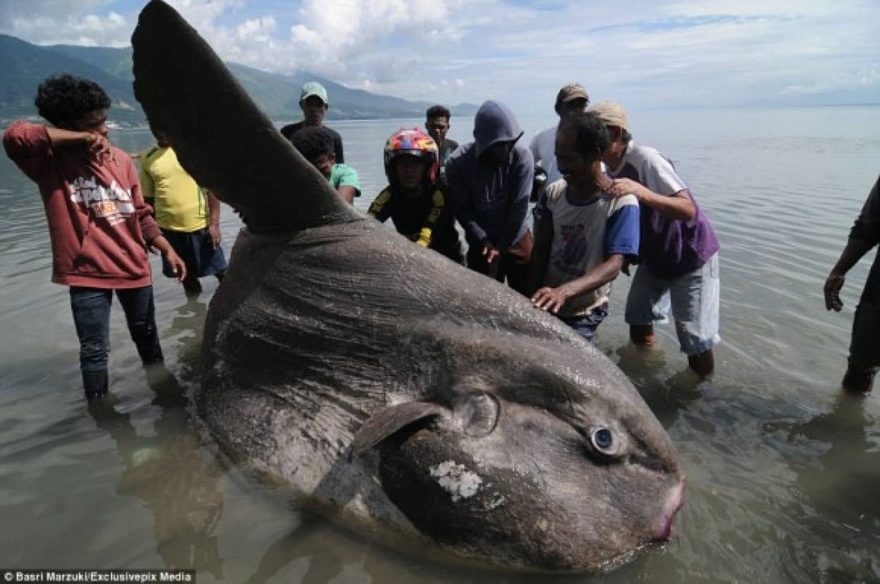 今度はうぅ マンボウ インドネシアで巨大なマンボウが打ち上げられる カラパイア