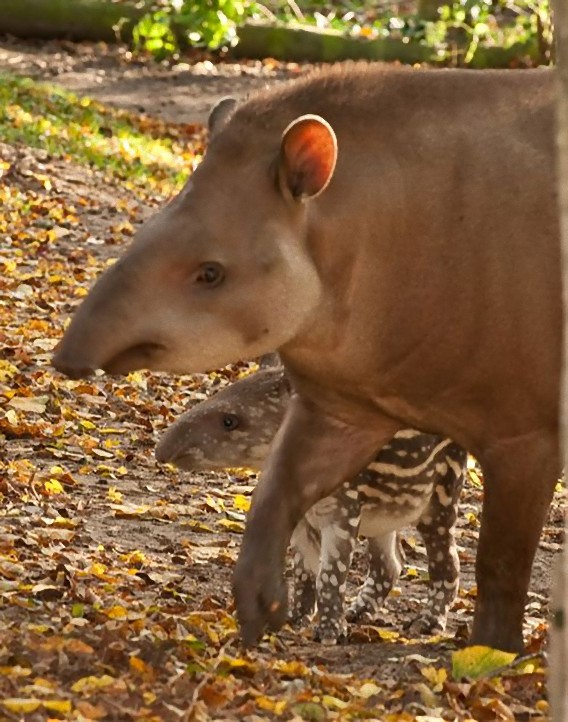 ウリ坊みたいで縞々かわいい アメリカバクの幼獣 カラパイア ウリ坊みたいで縞々かわいい アメリカバクの幼獣 カラパイア