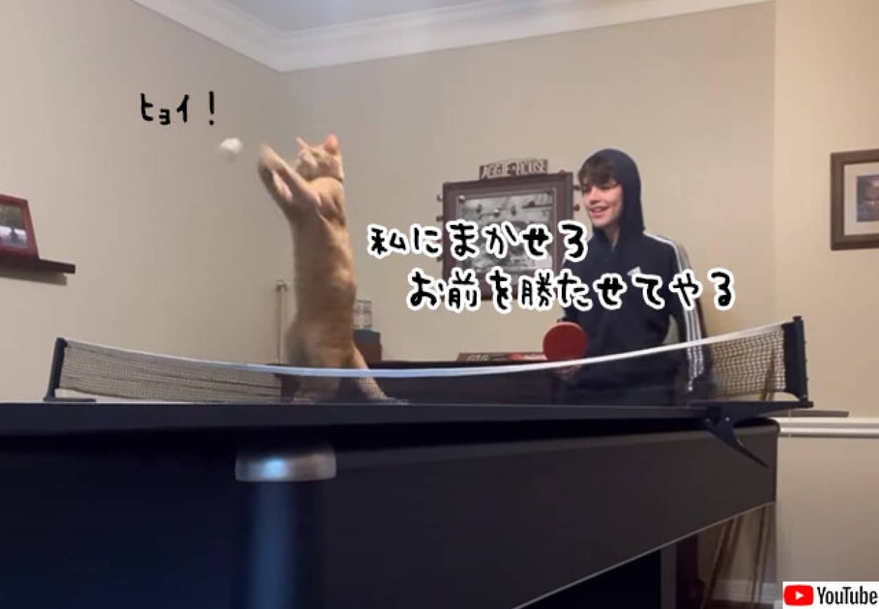 猫は卓球の達人