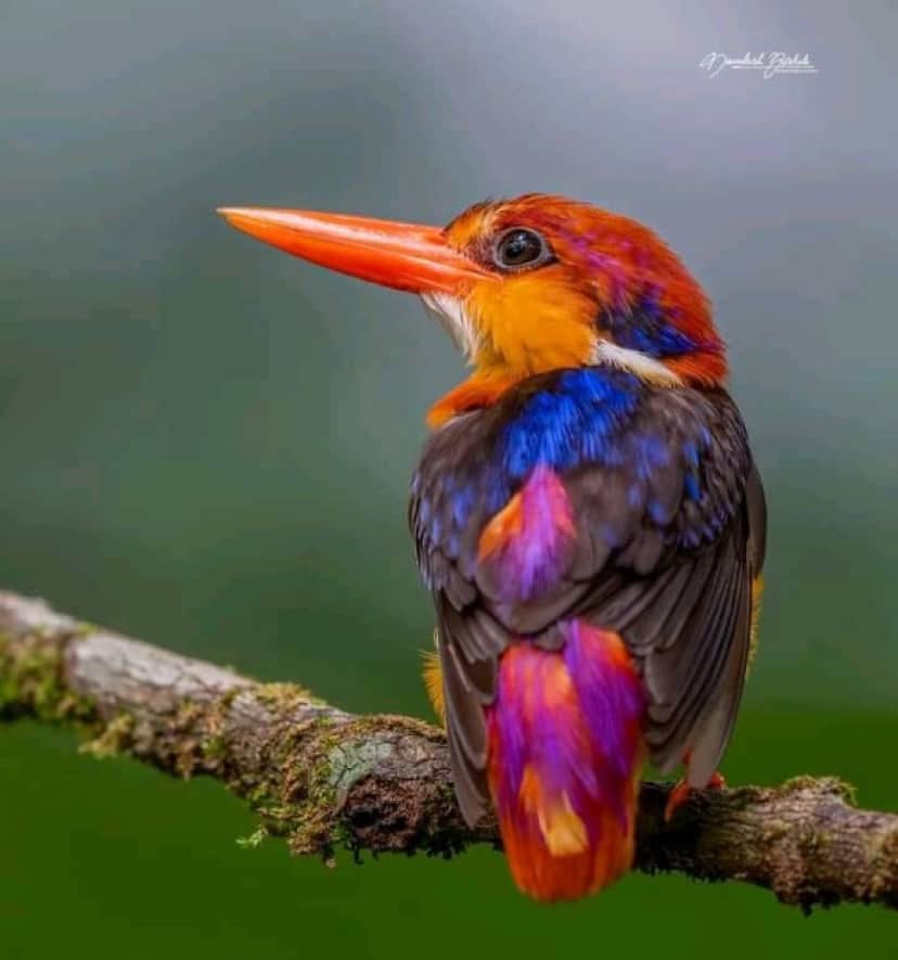 bird2_e