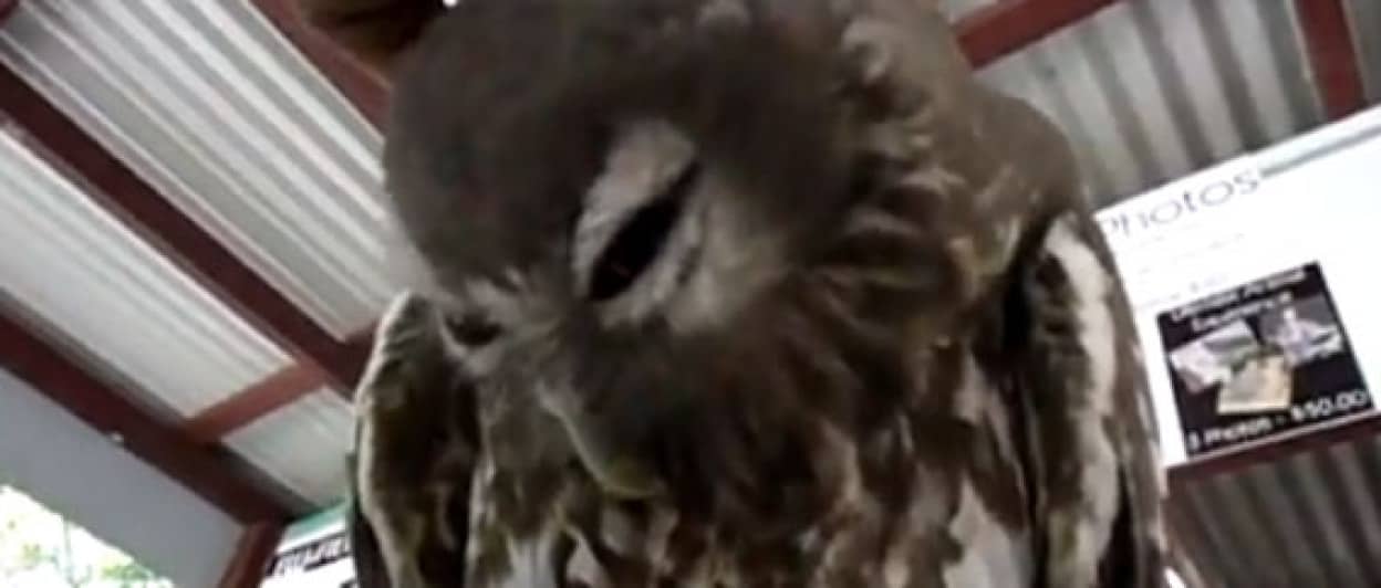 フクロウのうれしい顔ってどんな顔 カラパイア フクロウのうれしい顔ってどんな顔 カラパイア