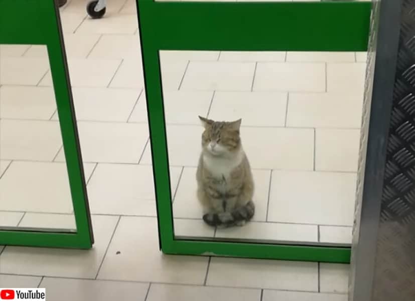 リアル招き猫か 客が行き来しようが入り口で微動だにしない置物のような猫 カラパイア