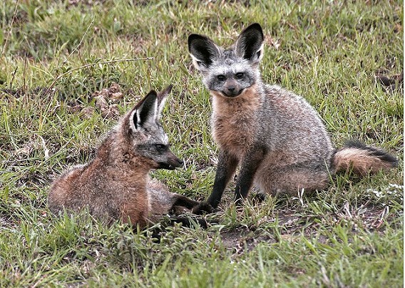 bat eared fox 2