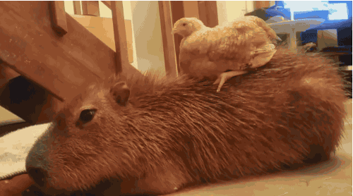 カピバラの包容力は天井知らず 動物界のお釈迦さま的存在のカピバラに集まる動物たち カラパイア カピバラの包容力は天井知らず 動物界のお釈迦さま的存在のカピバラに集まる動物たち カラパイア