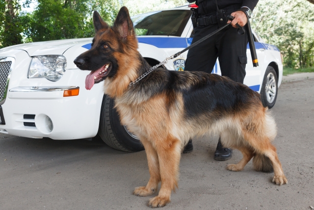 人間のために尽力した英雄犬たちが引退後、悪徳団体の劣悪な施設に入れられてしまう