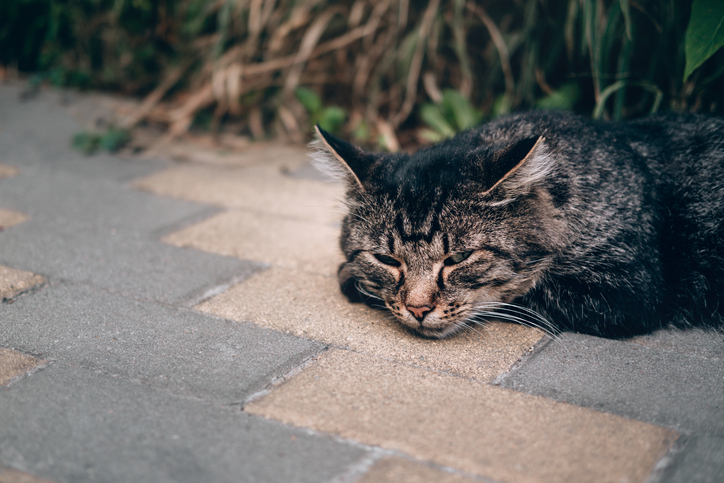 隣人が飼い猫を外に放置。交通事故にあった猫を助けるも「猫泥棒」と