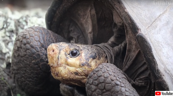 またしてもうれしいニュース。100年以上前に絶滅したと思われていた野生のガラパゴスゾウガメが再発見される