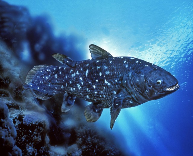 再発見された生きた化石 シーラカンス がまたしても絶滅の危機に直面 魚網にかかるケースが続出 カラパイア